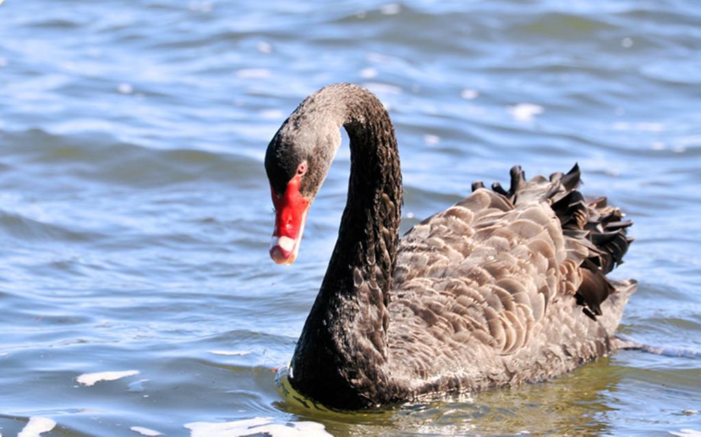 Black Swan Lakeside Hospedaje Hotel Boutique Rotorua Exterior foto